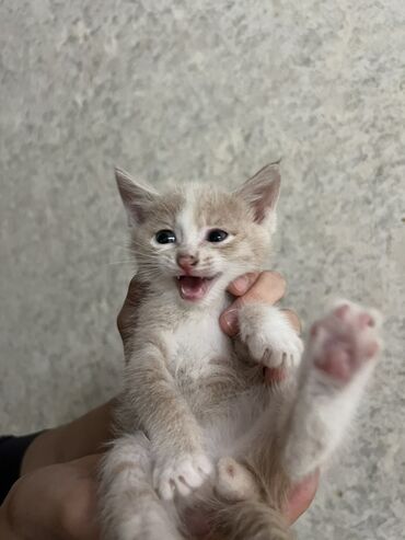 шотландская вислоухая кошка цена бишкек: 📍г. Бишкек Отдам даром котят в добрые руки 🙏🏻 Котятам 2,5 месяца
