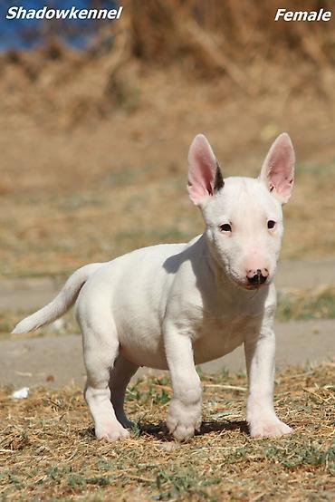 tibetanski mastif cena: Mini Bull terijer stenci. Na prodaju prelepi stenci mini bull — 2