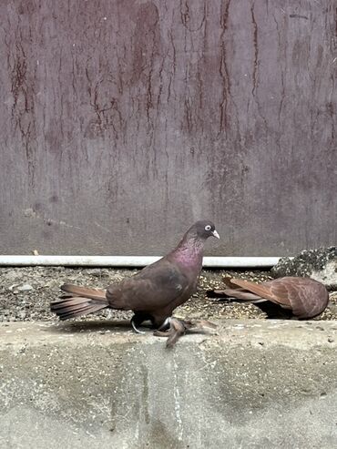 где продаются кошки: Gorduyvuz qusdar satilir uc eded 16 17 tuk badam lelek stoykali