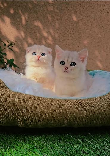 хочу купить кошку: Шотландские чистопородные котята. Scottish fold и Straight девочки — 2