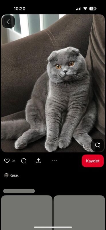 pişiylər: Şotland yastı qulaq, Erkək, Ödənişli çatdırılma