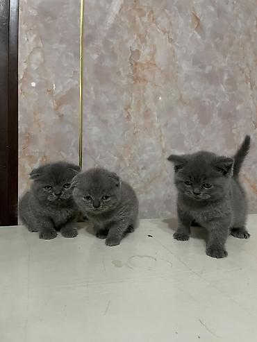 Британские котята, окрас голубой (серый). - Пушистые короткошёрстные