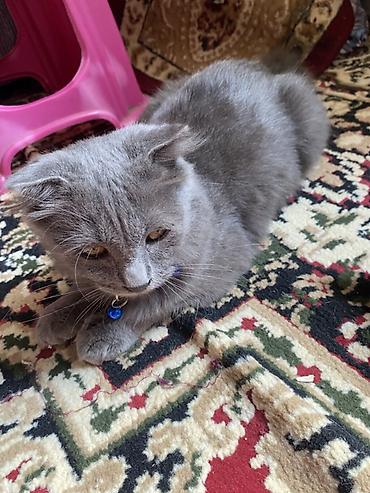british shorthair qiymetleri: Şotland yastı qulaq — 1