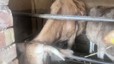 Коровы, быки: Продаю | Корова (самка) | Для разведения | Привязанные — 13