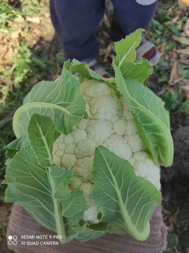 ишу работу кухработник самсышник бишкек: Капуста Түстүү