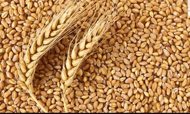 Остальные услуги: Пшеница с доставкой с выше 7 т