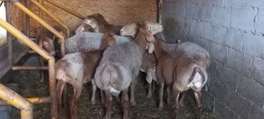 суточные квартиры в кочкор ате: Продаю | Овца (самка), Ягненок, Баран (самец) | Арашан | Для разведения | Племенные, Котные, Осеменитель