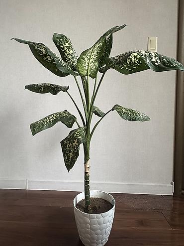 51 роза: Продаю красивое комнатное растение диффенбахия🌿 Хорошо подходит для — 2