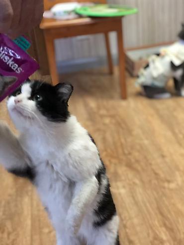 Отдам даром кошку: Кошка даром: Беспородная, 1 год, Мальчик, Кастрирована, Приучена к лотку, Проглистована — 4