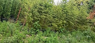 Şitillər: Thuja və dekorativ kollar – qablarda - Növlər: şam ağacı tipli — 15