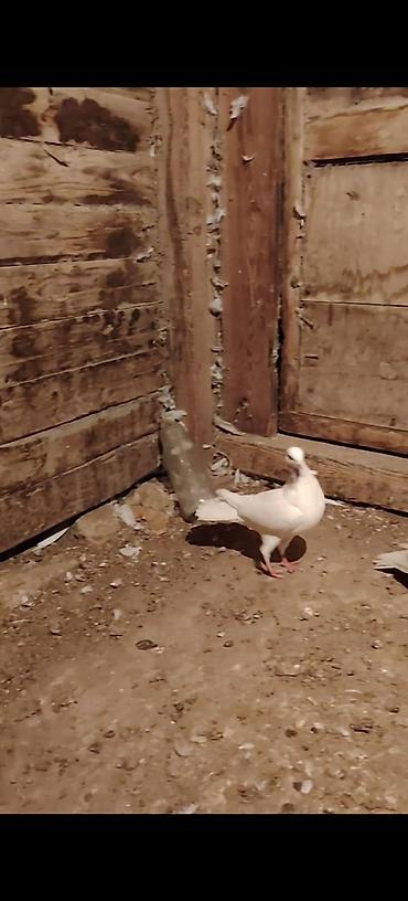 papuqay type 0: Draconlar hazir cutlerdi qisa dimdiklerdendi beleleri az azdi. Ag — 5