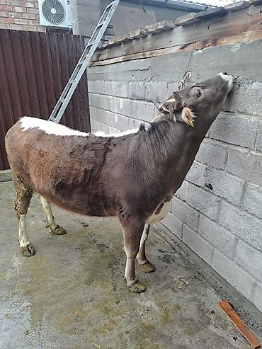 Коровы, быки: Продаю | Корова (самка) | Для молока at lalafo.kg — 2 Коровы, быки: Продаю | Корова (самка) | Для молока — 2