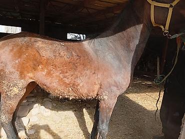 Лошади, кони: Продаю | Кобыла (самка) | Рабочий | Племенные — 7