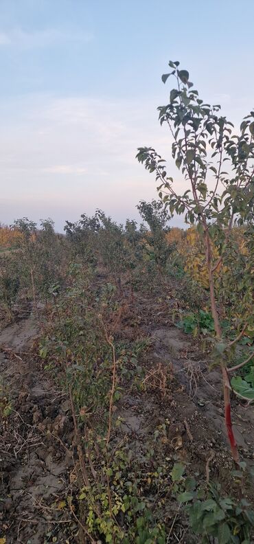 Tinglər: Meyvə tingləri – intensiv bağlar üçün - Növlər: alma və armud heyva — 8