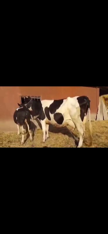 Inəklər, öküzlər: Saxanlı alaca inək və buzov dəsti. - Cins: Holştayn tipli, qara‑ağ — 8