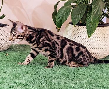 1 800 kgs котяты: Бенгальская, 4 месяца, Девочка, Шоколадный, Приучена к лотку, Проглистована, С документами — 4