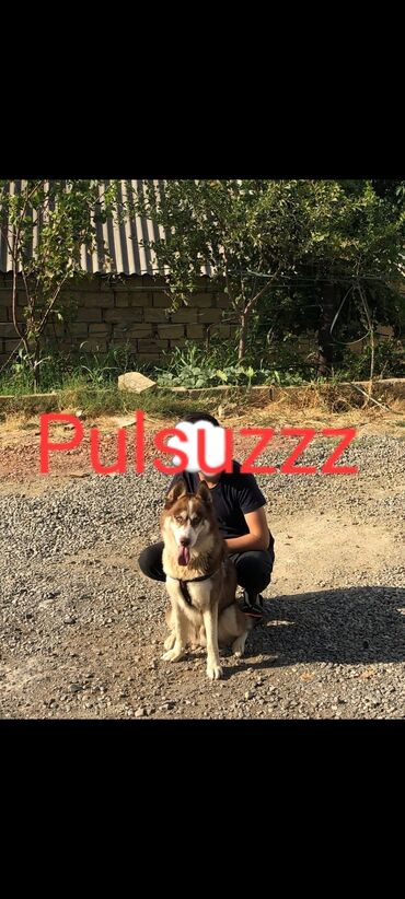 İtlər: Xaski, 2 il, Erkek, Peyvəndli, Ünvandan götürmə