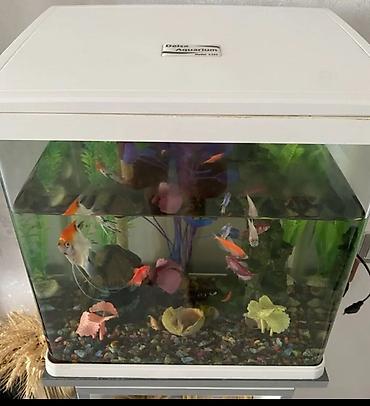 heyvan şəkilləri: Dördbucaq akvarium, Balıqlarla birlikdə, 30 l — 2