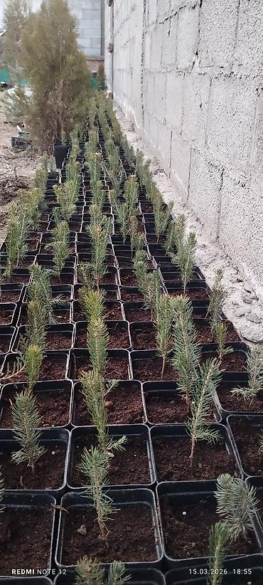 Ель: Голубой ел көчөттөрү . 600 шт даяр горошокто . 350 сомдон . баарын at lalafo.kg — 11 Ель: Голубой ел көчөттөрү . 600 шт даяр горошокто . 350 сомдон . баарын — 11