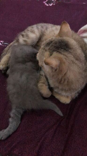 Pişiklər: Şotland yastı qulaq, Erkək, Dişi, Yaxşı əllərə, Ünvandan götürmə, Pulsuz çatdırılma, Ödənişli çatdırılma — 161