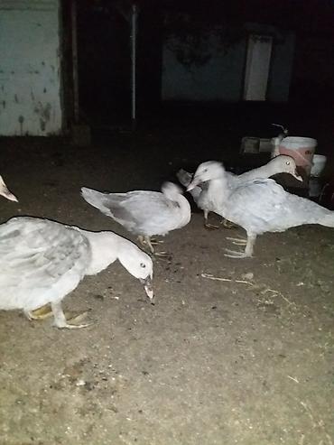 cuce satisi: Dişi, | Macar, Damazlıq — 3