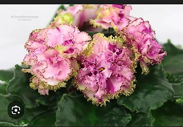 Фиалки и глоксинии: 🌱🌺🌱 Продаю сортовые ДЕТКИ стандартных, трейлерныхмини и полумини — 7