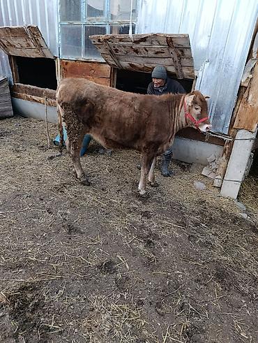 Коровы, быки: Продаю | Бык (самец) | Ангус | На откорм | Привязанные — 7