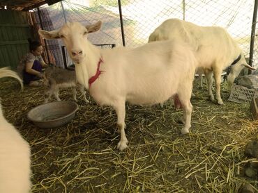 Козы, козлы: Продаю | Коза (самка) | Зааненская, Битал — 23