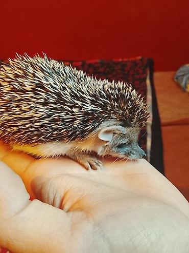 хорьки: 🦔 Продаётся декоративный ёжик Милый, ручной, ухоженный и активный — 2