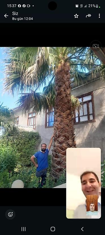palm angels: Palma wasinqton istənilən fəslində əkilir zəmanət verilir dərmanlanir — 3