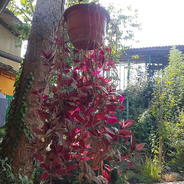 Садовые цветы и кустарники: Саженцы цветка: Пионы, Самовывоз at lalafo.kg — 19 Садовые цветы и кустарники: Саженцы цветка: Пионы, Самовывоз — 19