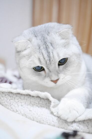 Коты: Шотландская Вислоухая умная привитая чистая домашняя ходит в унетаз