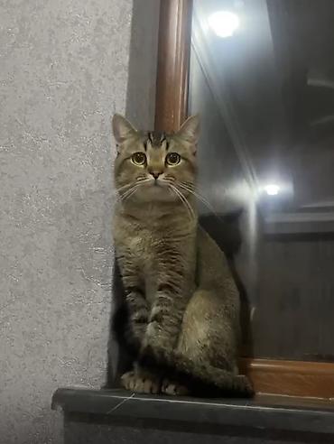 sinsila pişik: Tabbi, Yaxşı əllərə — 2