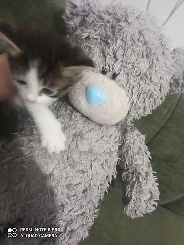 Отдам даром: Мальчики 🐈🐈в добрые руки родились 9 августа к лотку приучаються кушают — 6