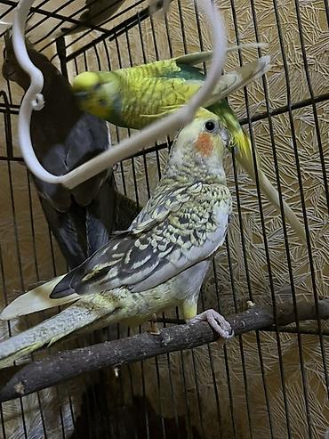 Tutuquşları: Salam. Birinci şəkildəkilər cütdülər ağ rənglə yaşıl sarılı olan onlar — 9