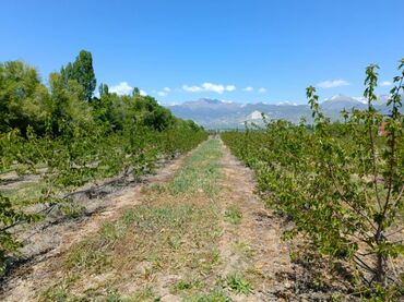 Продажа участков: 340 соток, Для сельского хозяйства, Тех паспорт — 9