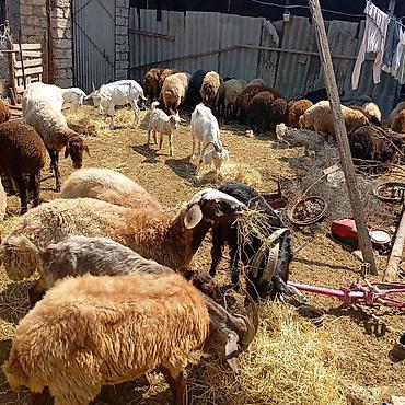 qara avstraloq: Qoyun və keçi sürüsü satılır - Növ: yerli ətlik-yunlu qoyunlar və — 2