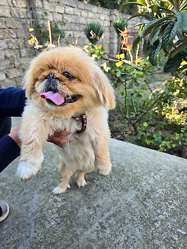 ag it: Pekines, 1 il, Dişi — 8
