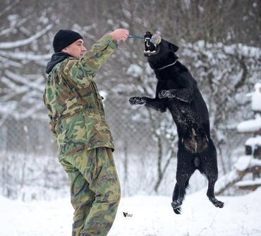 Psi: CEZAR KING Star 18 meseci. Otac: HEKTOR VOM YUGERLAND Majka: BRERA — 8