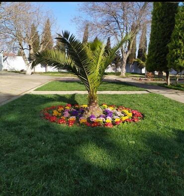 Toxumlar: Enli yarpağ Danimarka novü qazon ları bizdən əldedə bilərsiniz — 9