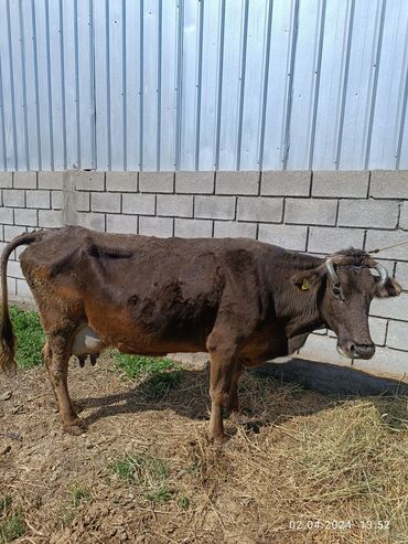 купить корову в бишкеке: Продаю | Корова (самка) | Алатауская | Для молока | После отела