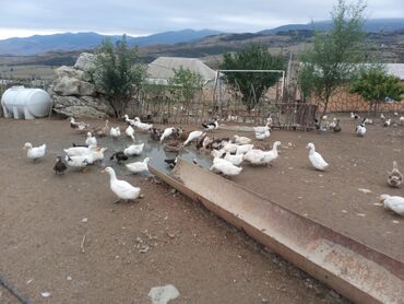 kənd toyuqlari: Dişi, | Lal ördək, Kuban, Yumurtalıq, Ünvandan götürmə, Ödənişli çatdırılma