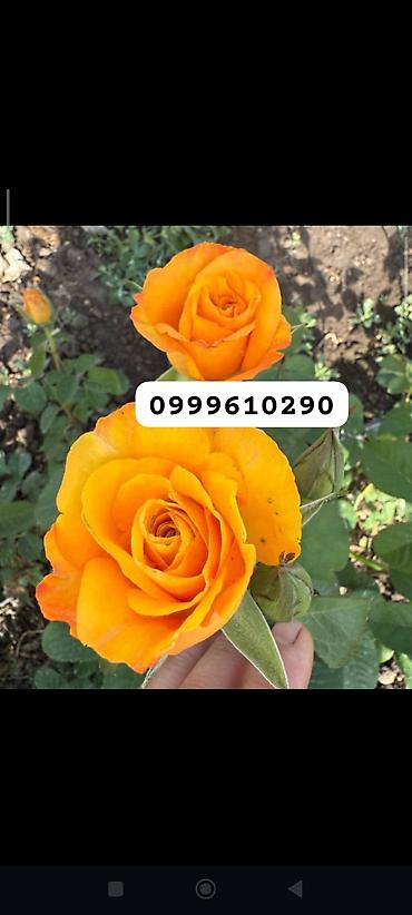 Rose saplings: Саженцы роз в контейнерах - Ассортимент садовых роз (разные сорта и — 34