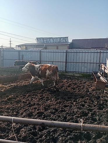 Коровы, быки: Продаю | Бык (самец) | На откорм | Привязанные — 16