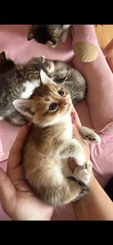2ayliq balalar😍 Sari olan erkekdir 150 digerleri qizdir 50m Ana lalafo.az -da 2ayliq balalar😍 Sari olan erkekdir 150 digerleri qizdir 50m Ana