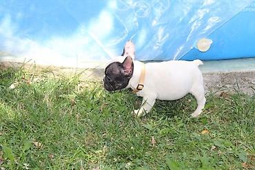 Psi: Francuski Buldog štenci Odgajivačnica UŠTICA ima u ponudi štence rase na lalafo.rs — 11 Psi: Francuski Buldog štenci Odgajivačnica UŠTICA ima u ponudi štence rase — 11