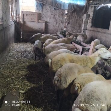 Digər kənd təsərrüfatı heyvanları: Əmlik quzular kiloqramı 10 manat bir az böyük quzular kiloqramı 9 — 4