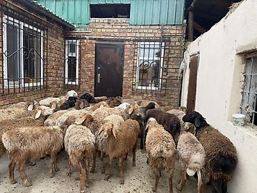 Баран, овца: Продаю | Баран (самец) | Для разведения — 15