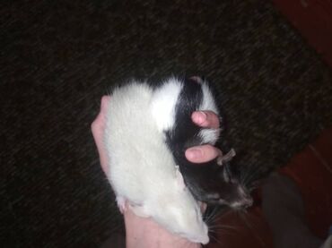 Крысы: Предлагаются к продаже очаровательные маленькие крысята различных — 6