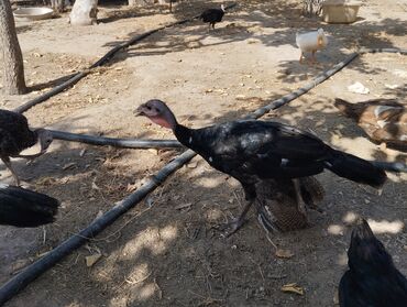 Yemlər: Fermada yetişdirilmiş hind quşu satılır. Bu hind quşları sağlam və